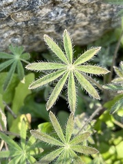 Lupinus sparsiflorus