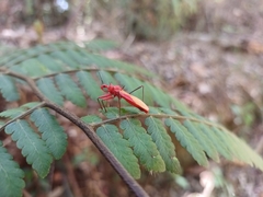Zelurus obscuricornis