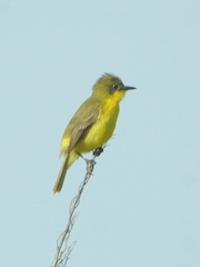 Pseudocolopteryx acutipennis