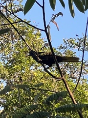 Psarocolius decumanus