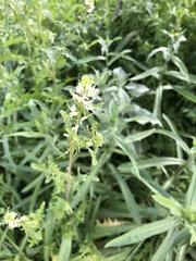 Caulanthus lasiophyllus