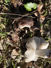Tricholoma griseoviolaceum