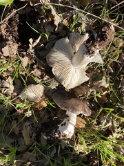 Tricholoma griseoviolaceum