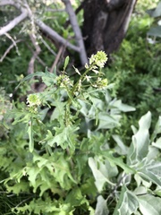 Caulanthus lasiophyllus