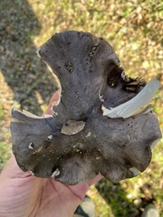 Tricholoma griseoviolaceum