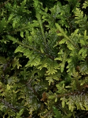 Thuidium