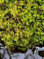 Thuidium