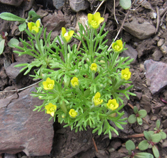 Ceratocephala testiculata