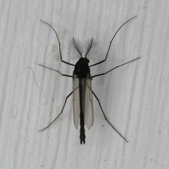 Orthocladiinae