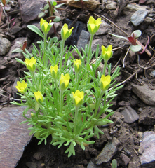 Ceratocephala testiculata