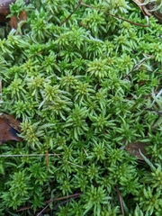 Sphagnum affine