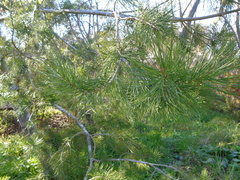 Pinus bungeana