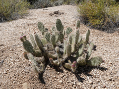 Opuntia diploursina