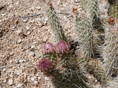 Opuntia diploursina