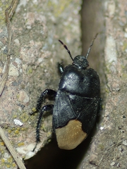Cydnus aterrimus