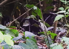 Panthera pardus delacouri