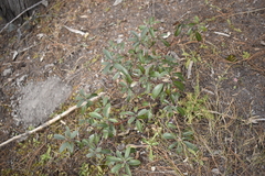 Arbutus occidentalis