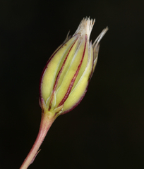 Microseris douglasii