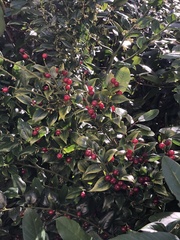 Heteromeles arbutifolia