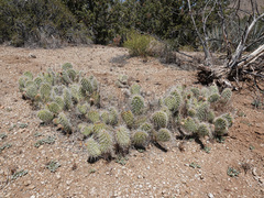 Opuntia diploursina