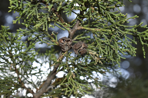 Image of Hesperocyparis lusitanica by (c) Norma Piedra, some rights reserved (CC BY)