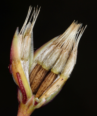 Microseris douglasii