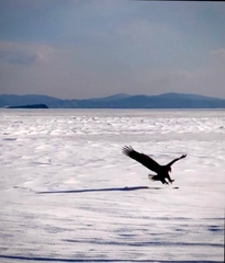 Haliaeetus albicilla