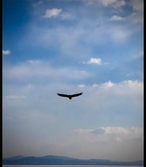 Haliaeetus albicilla