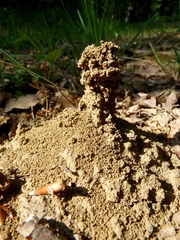 Lasioglossum marginatum