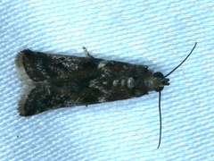 Ephestiopsis oenobarella