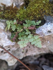 Woodsia obtusa