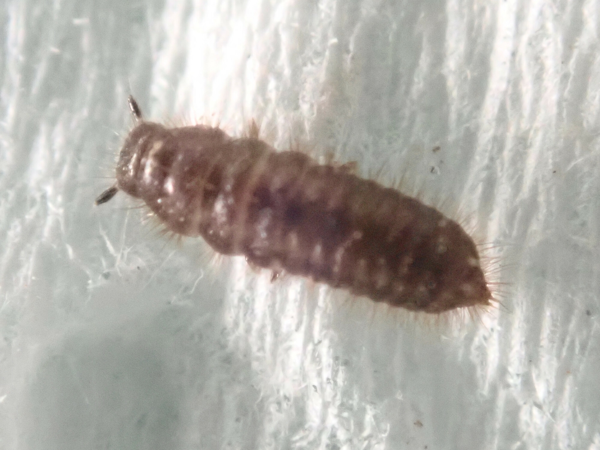 Lagria hirta (Linnaeus, 1758)