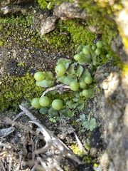Asterella palmeri