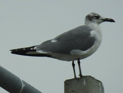 Leucophaeus atricilla