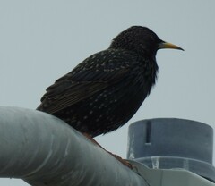 Sturnus vulgaris