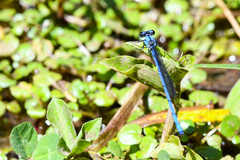 Argia medullaris