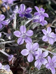 Langloisia setosissima setosissima