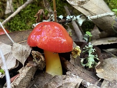 Hygrocybe laetissima