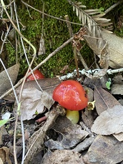 Hygrocybe laetissima