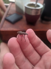 Naupactus xanthographus