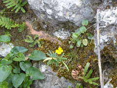 Ajuga chamaepitys