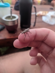 Naupactus xanthographus
