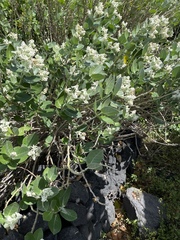 Calotropis gigantea