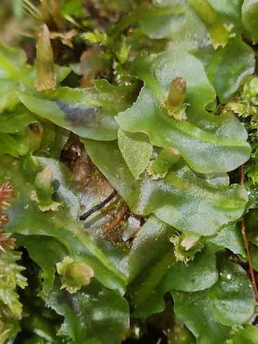 Pallavicinia lyellii