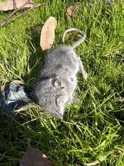 Peromyscus gambelii