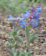 Penstemon nitidus