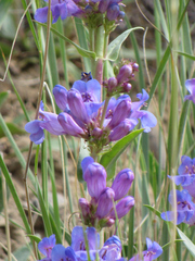 Penstemon cyananthus