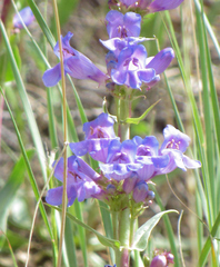 Penstemon cyananthus