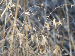 Chasmanthium latifolium