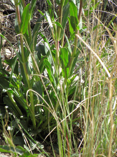 Image of Penstemon payettensis by (c) Wendy McCrady, some rights reserved (CC BY)